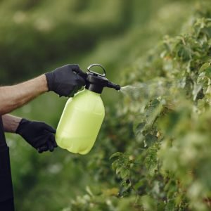 farmer-spraying-vegetables-garden-with-herbicides-man-black-apron farmer-spraying-vegetables-garden-with-herbicides-man-black-apron